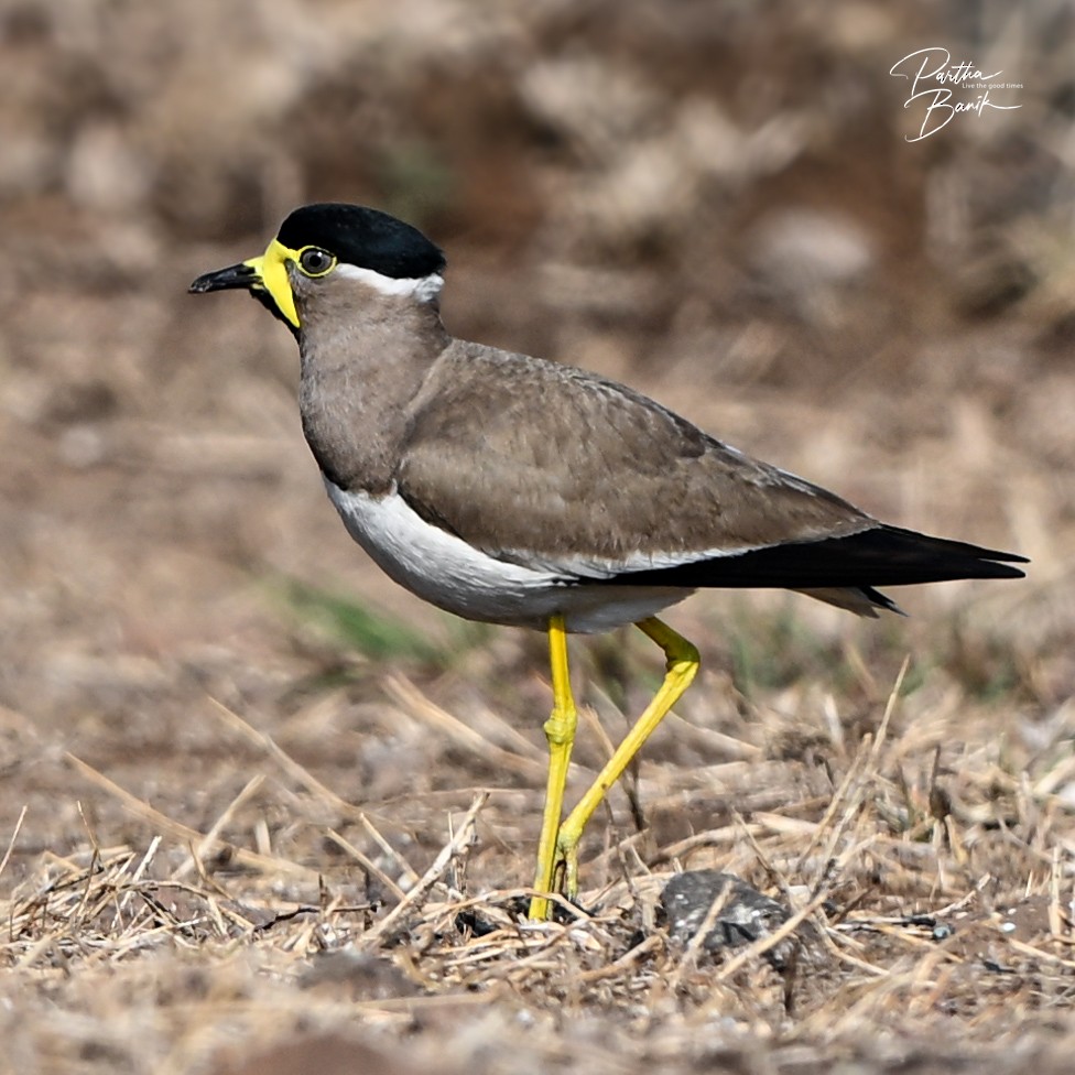 Yellow-wattled Lapwing - ML638265690