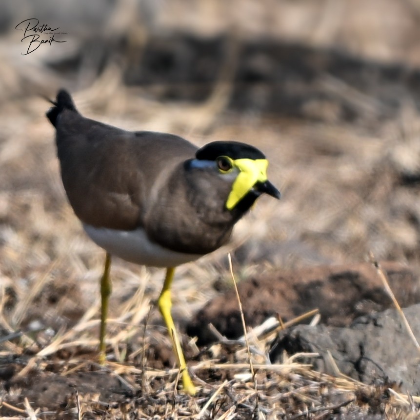 Yellow-wattled Lapwing - ML638265691
