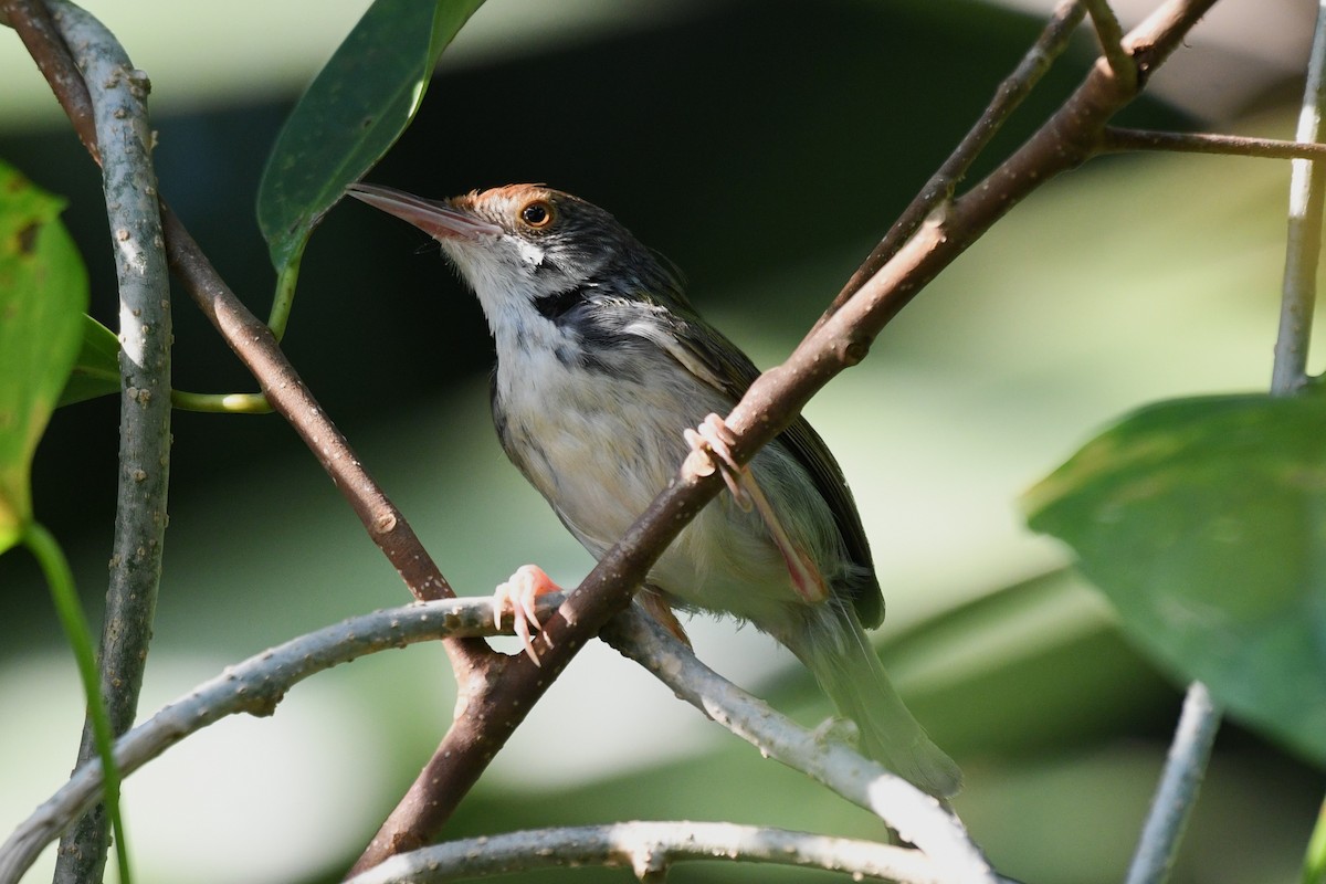 Common Tailorbird - ML638265703