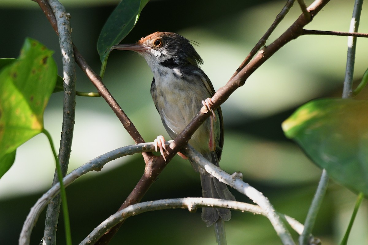 Common Tailorbird - ML638265704