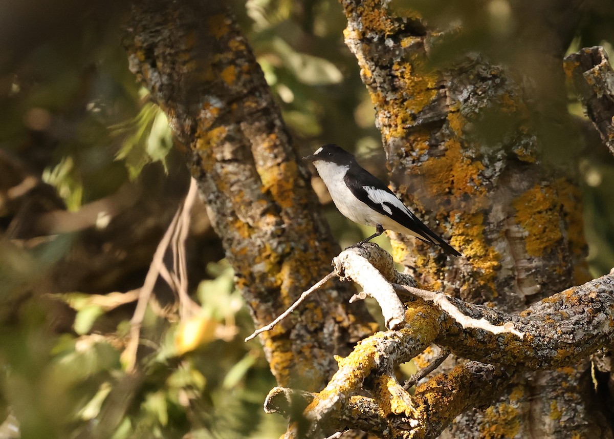 Atlas Flycatcher - ML638265712