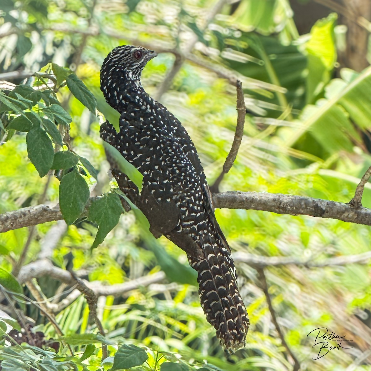 kukačka koel - ML638265722