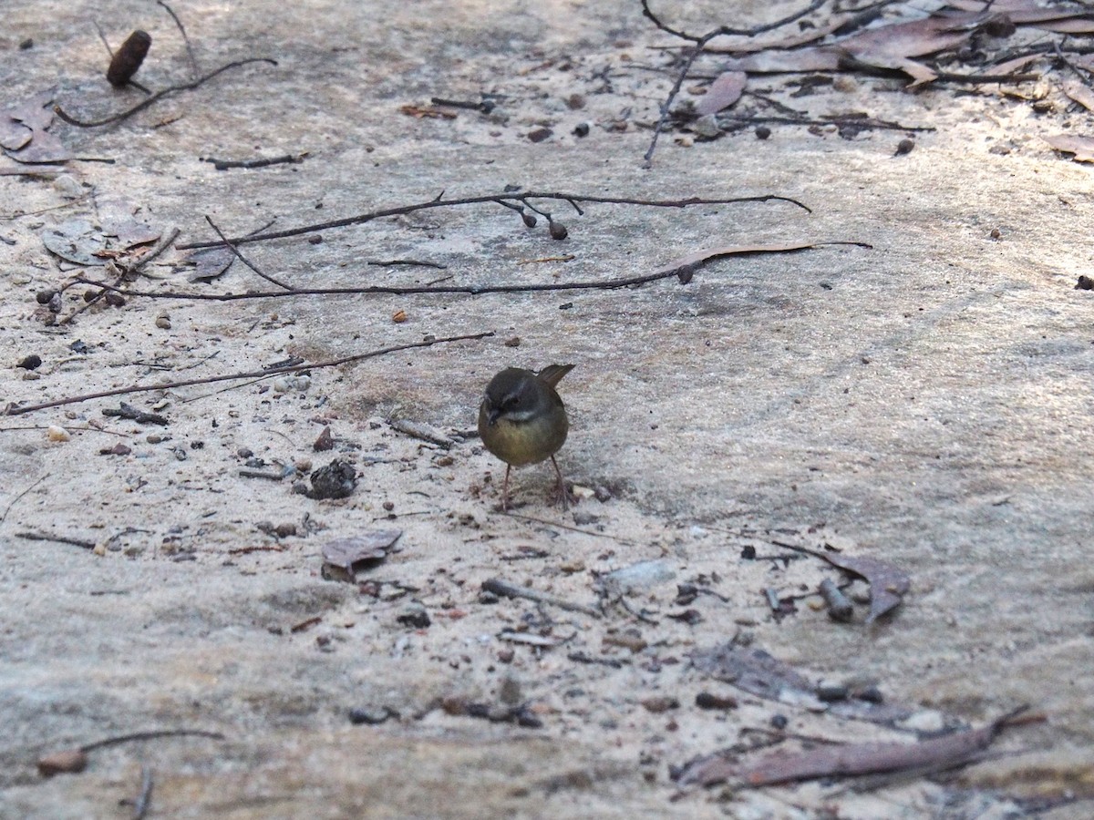 White-browed Scrubwren - ML638265723