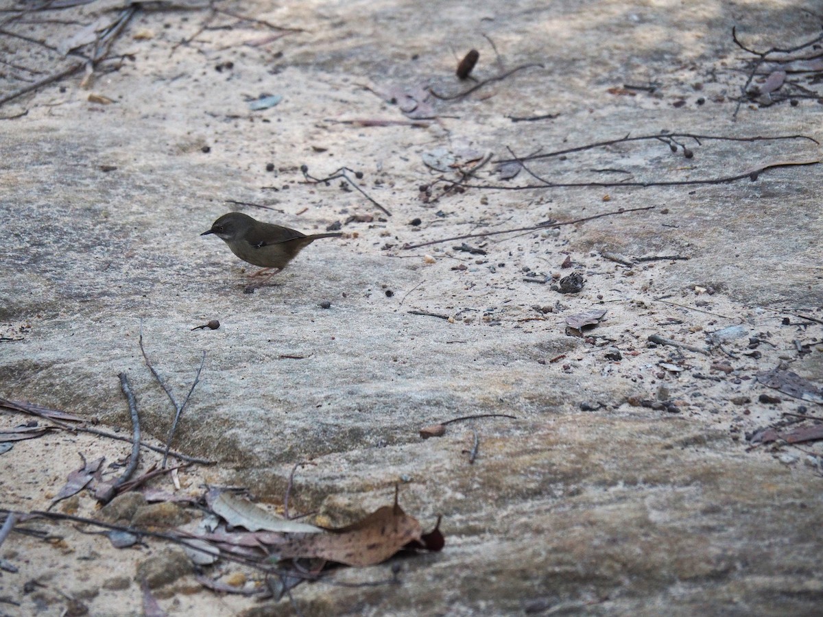 White-browed Scrubwren - ML638265724