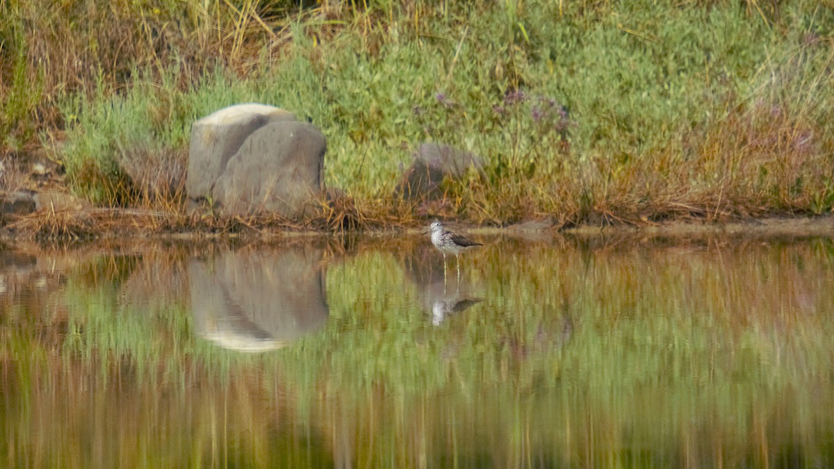 青足鷸 - ML638265741