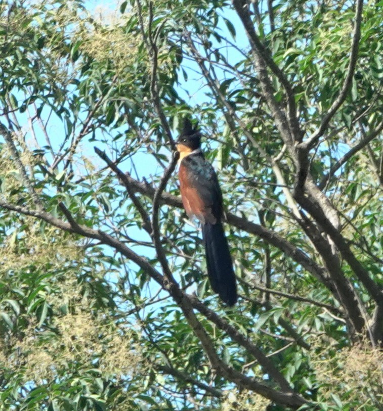 Chestnut-winged Cuckoo - ML638265764