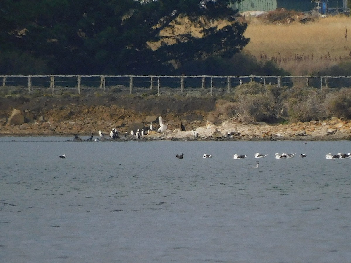 Australian Pelican - ML638265765