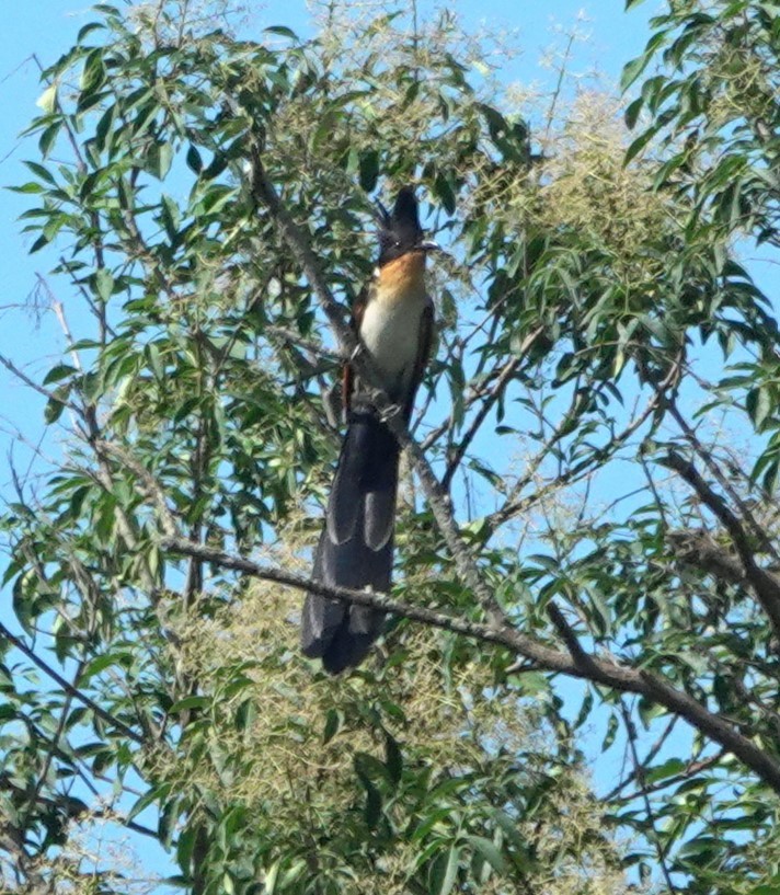 Chestnut-winged Cuckoo - ML638265766