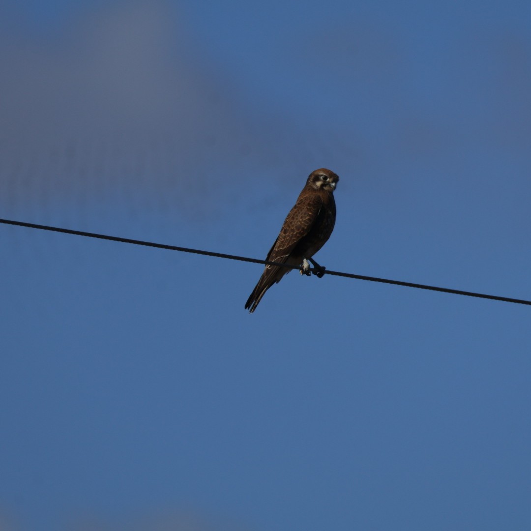 Brown Falcon - ML638265768
