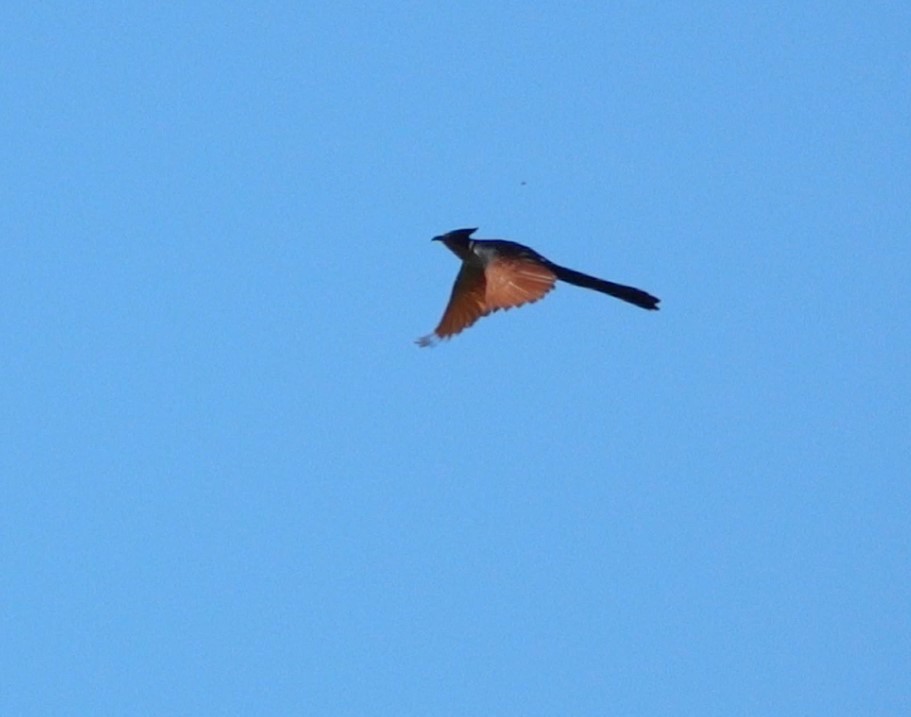 Chestnut-winged Cuckoo - ML638265773