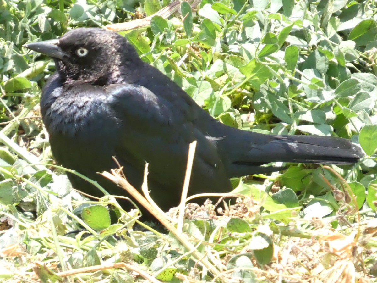 Brewer's Blackbird - ML638265777