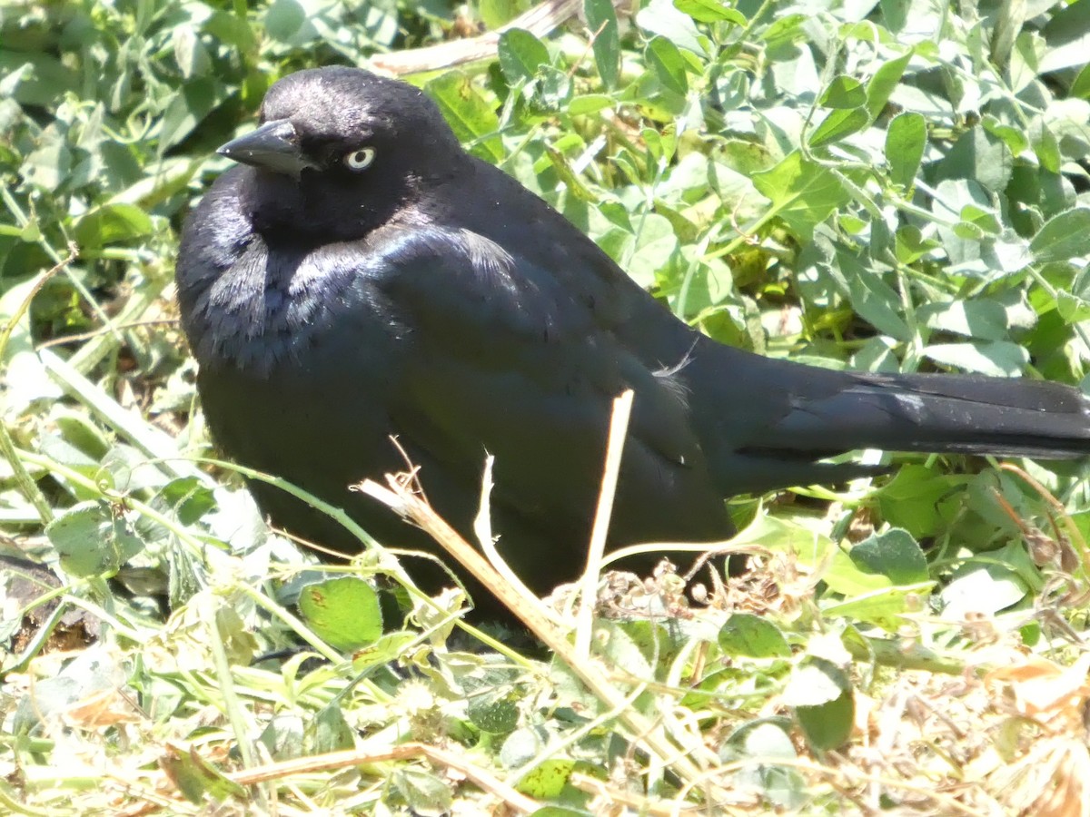 Brewer's Blackbird - ML638265778