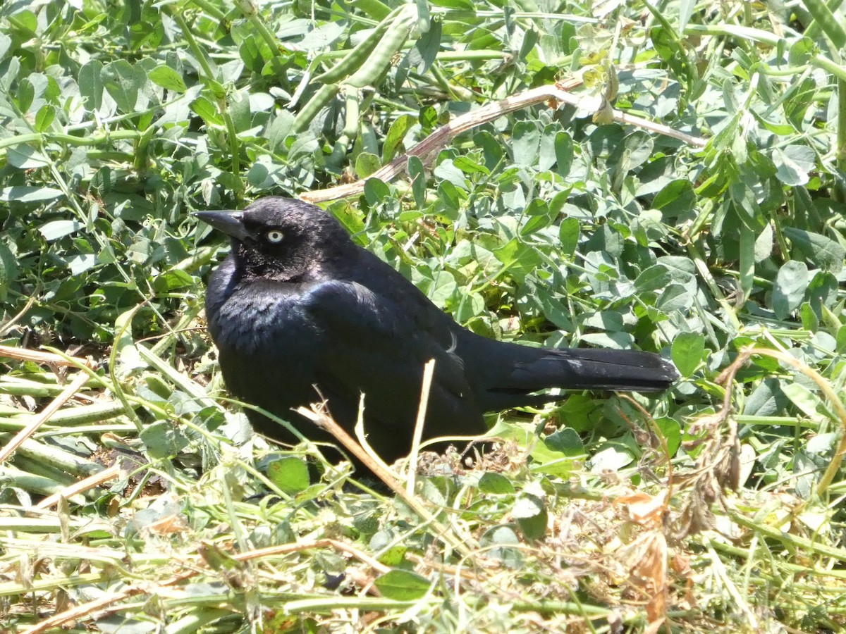 Brewer's Blackbird - ML638265779