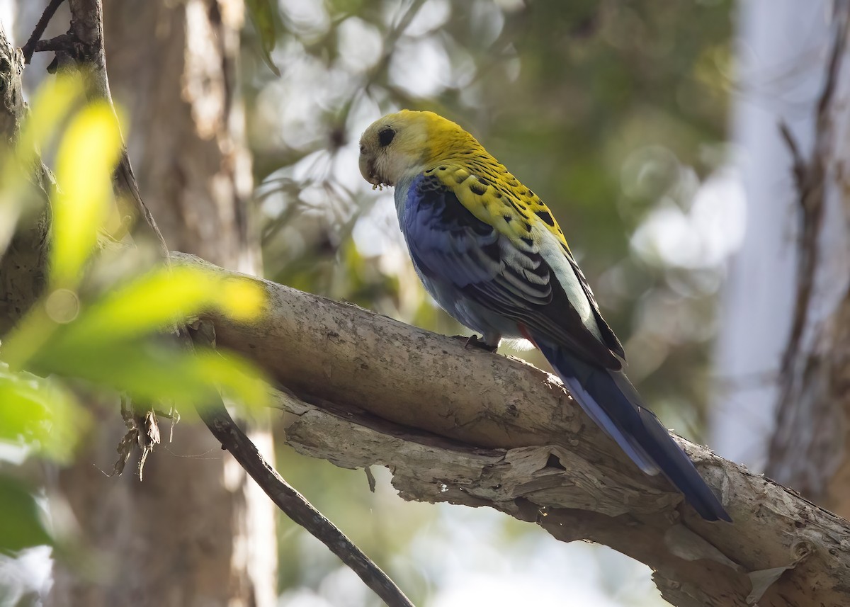Pale-headed Rosella - ML638265784