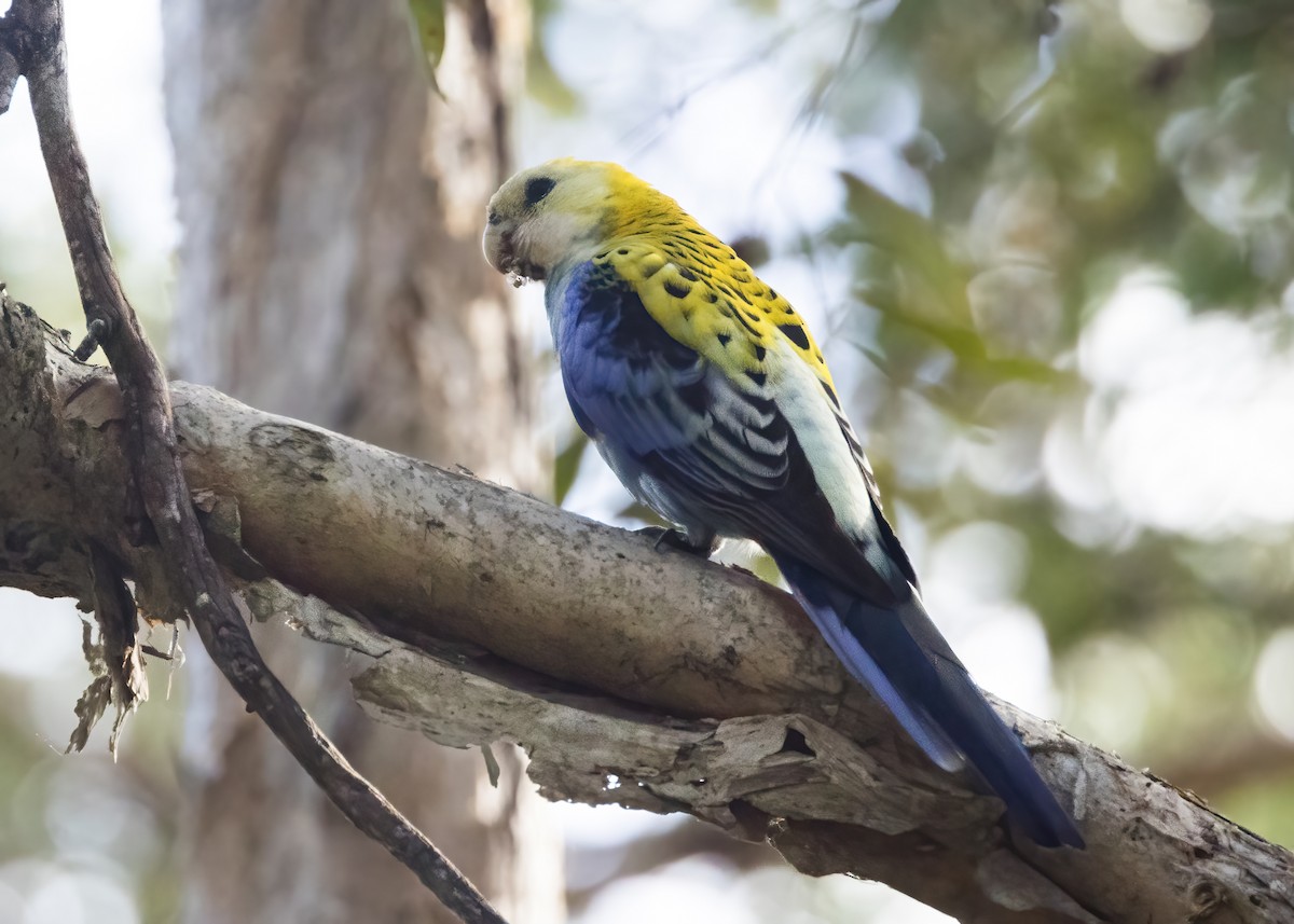 Pale-headed Rosella - ML638265785