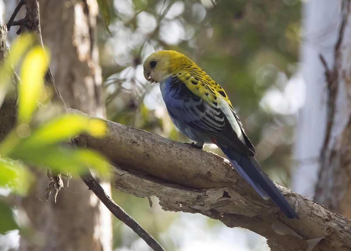 Pale-headed Rosella - ML638265786