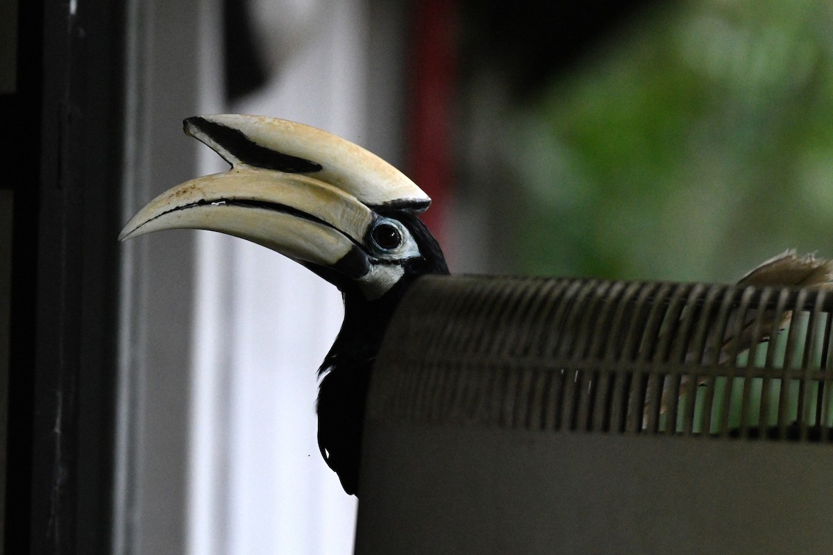 Oriental Pied-Hornbill - ML638265788