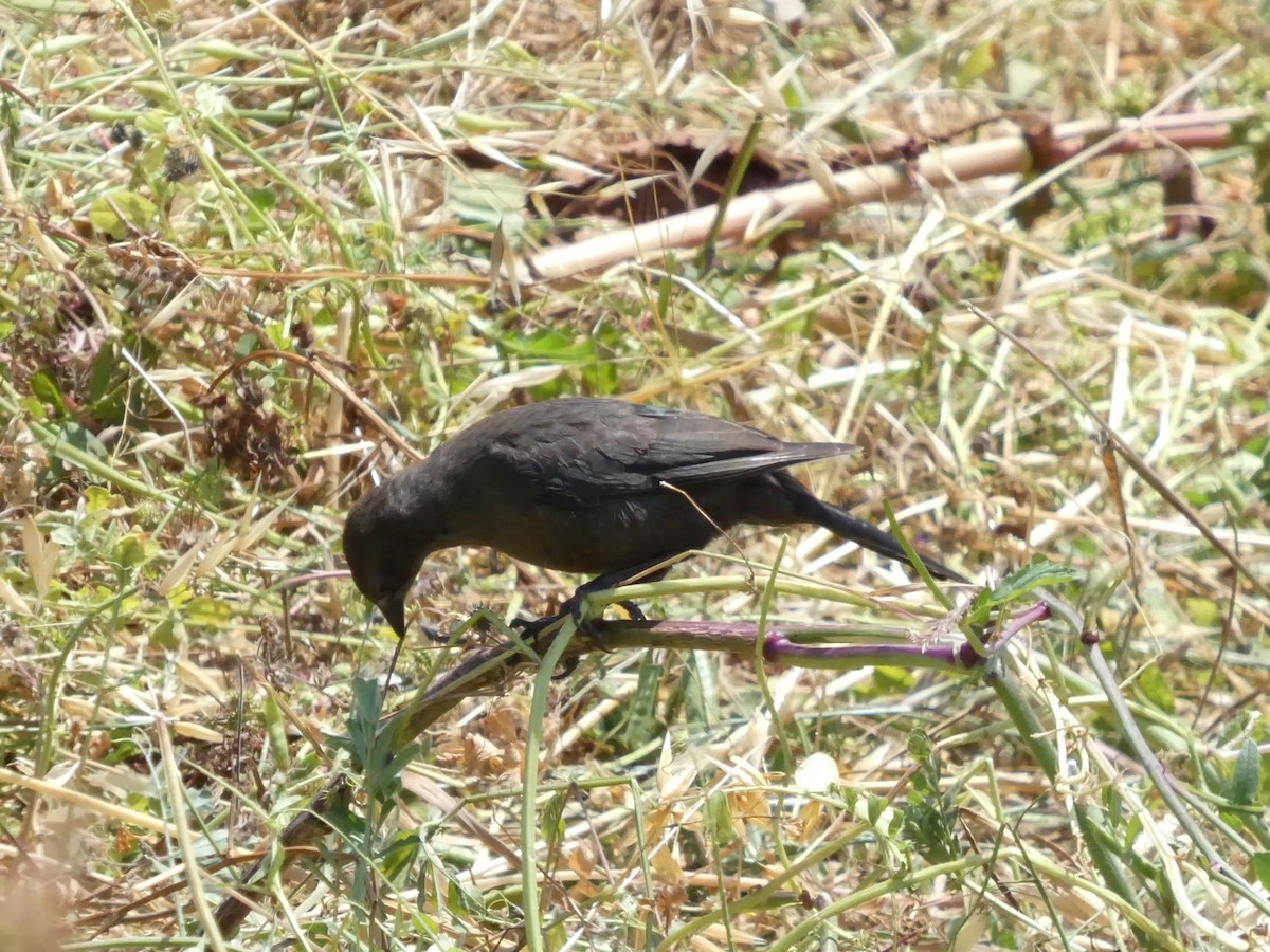 Brewer's Blackbird - ML638265825