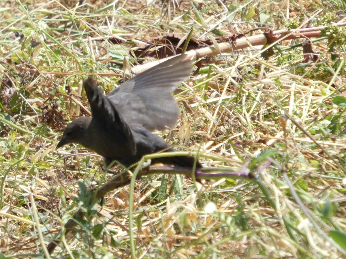Brewer's Blackbird - ML638265826