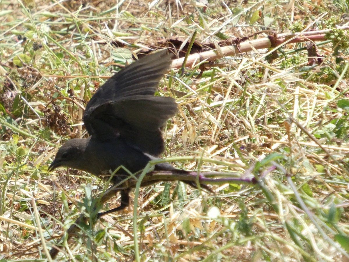 Brewer's Blackbird - ML638265827