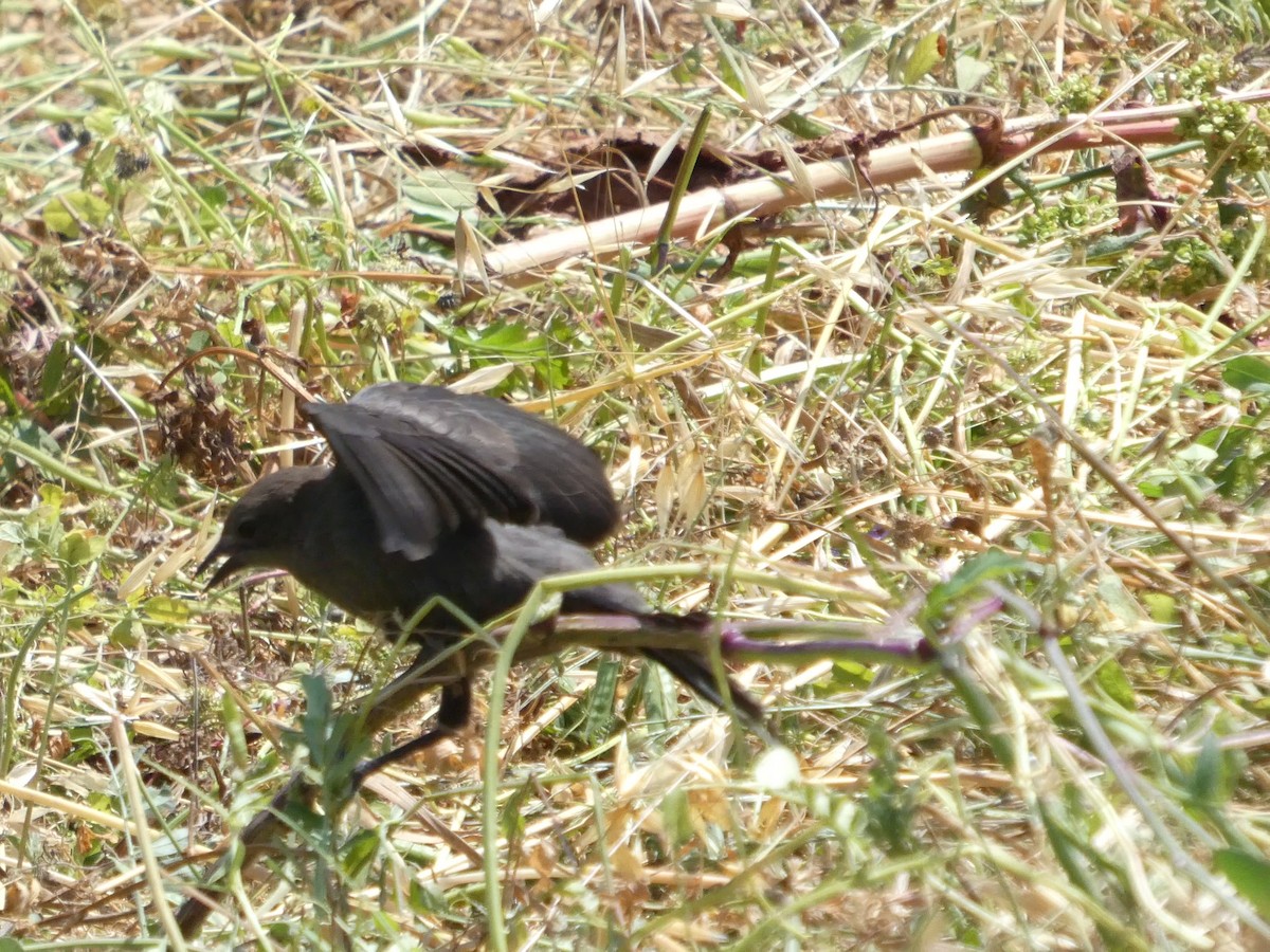Brewer's Blackbird - ML638265828