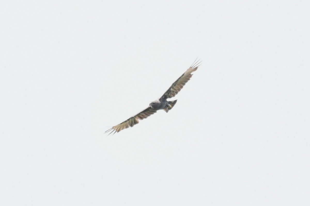 Changeable Hawk-Eagle - ML638265832