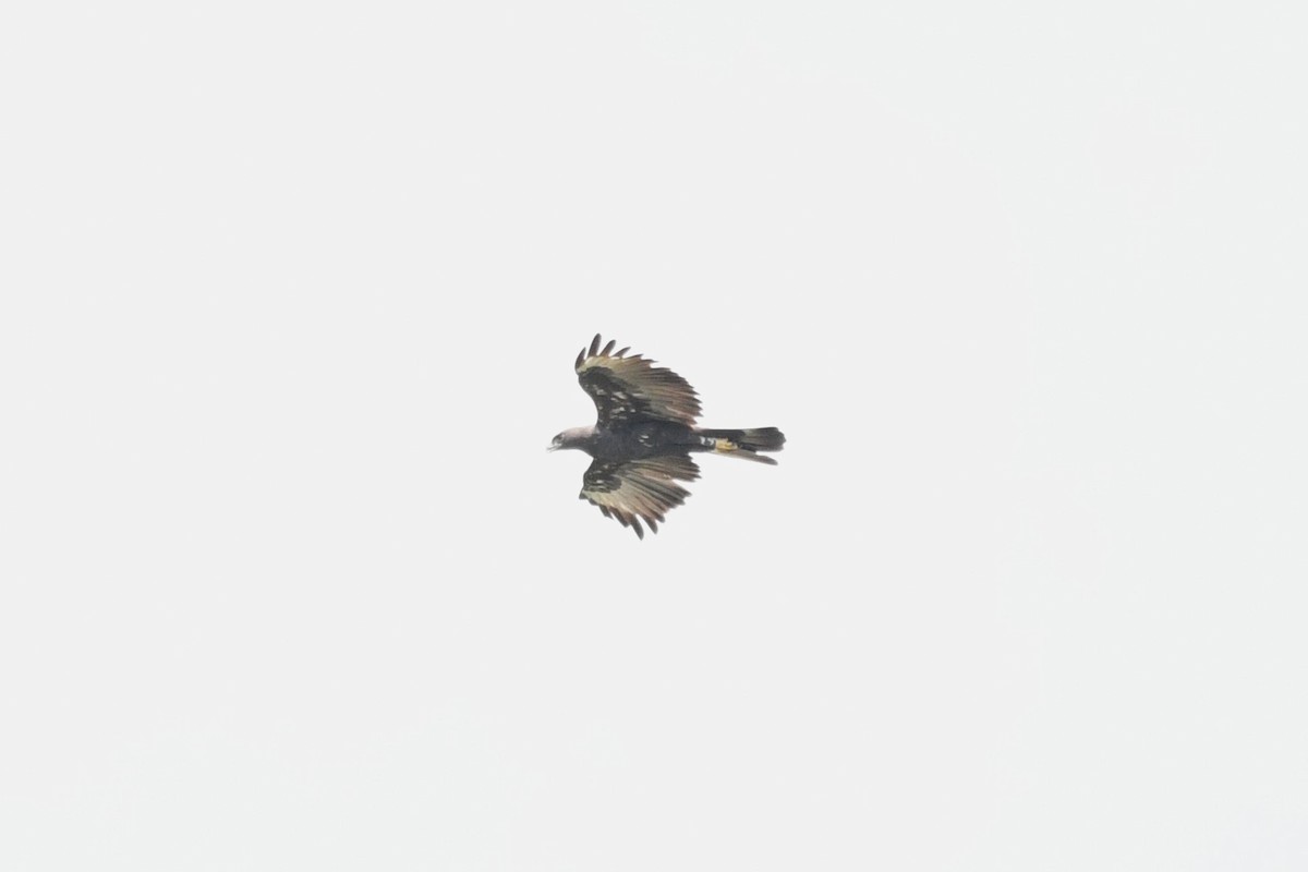 Changeable Hawk-Eagle - ML638265833