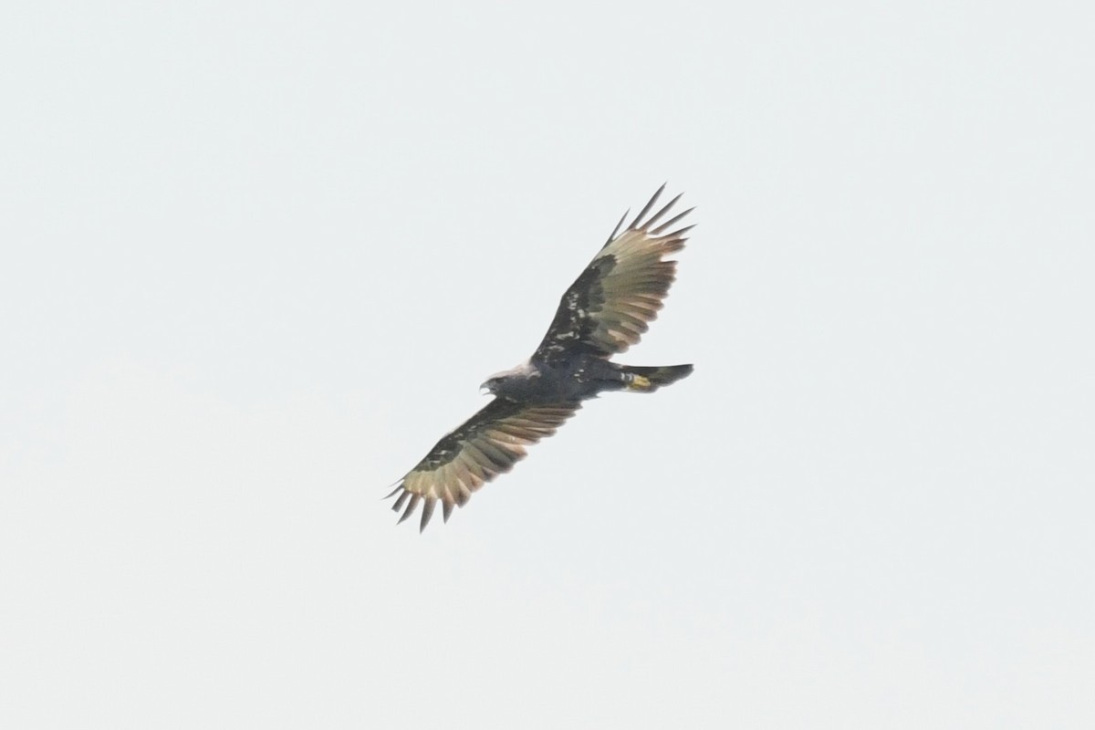 Changeable Hawk-Eagle - ML638265834