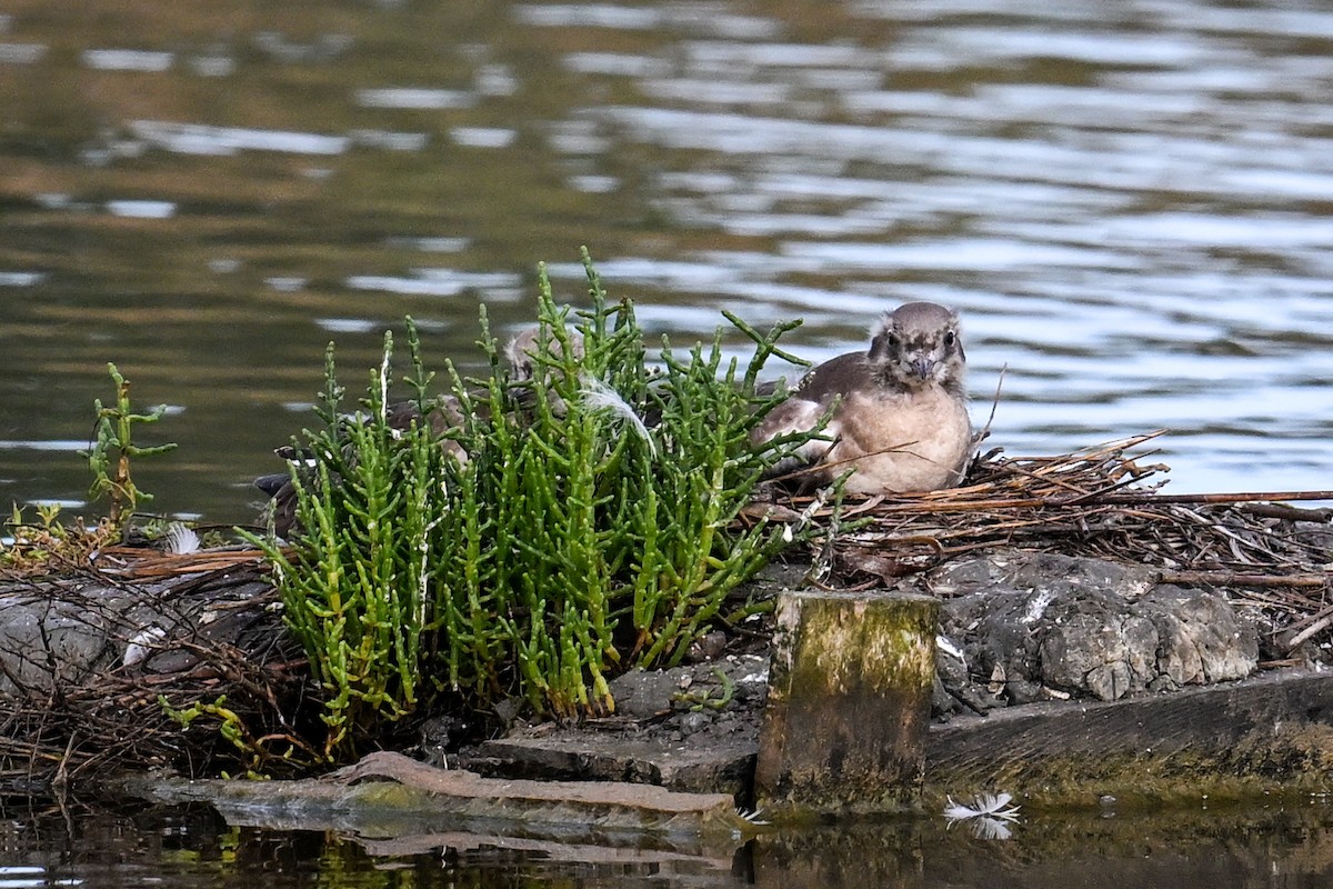 Black-headed Gull - ML638265840