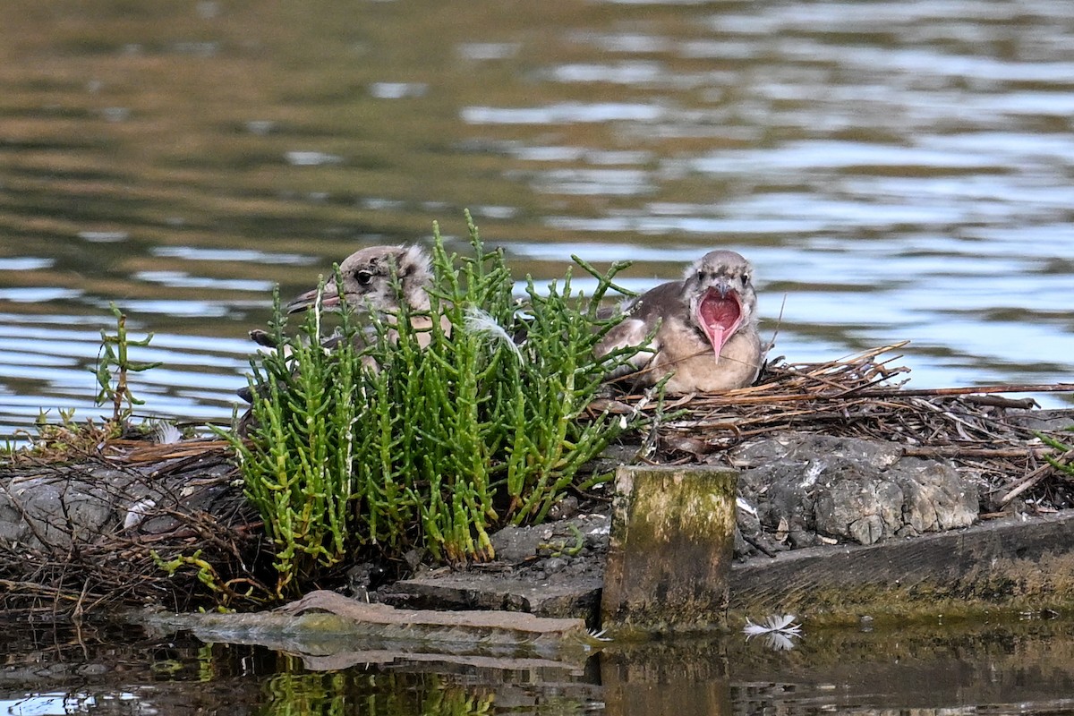 Black-headed Gull - ML638265843
