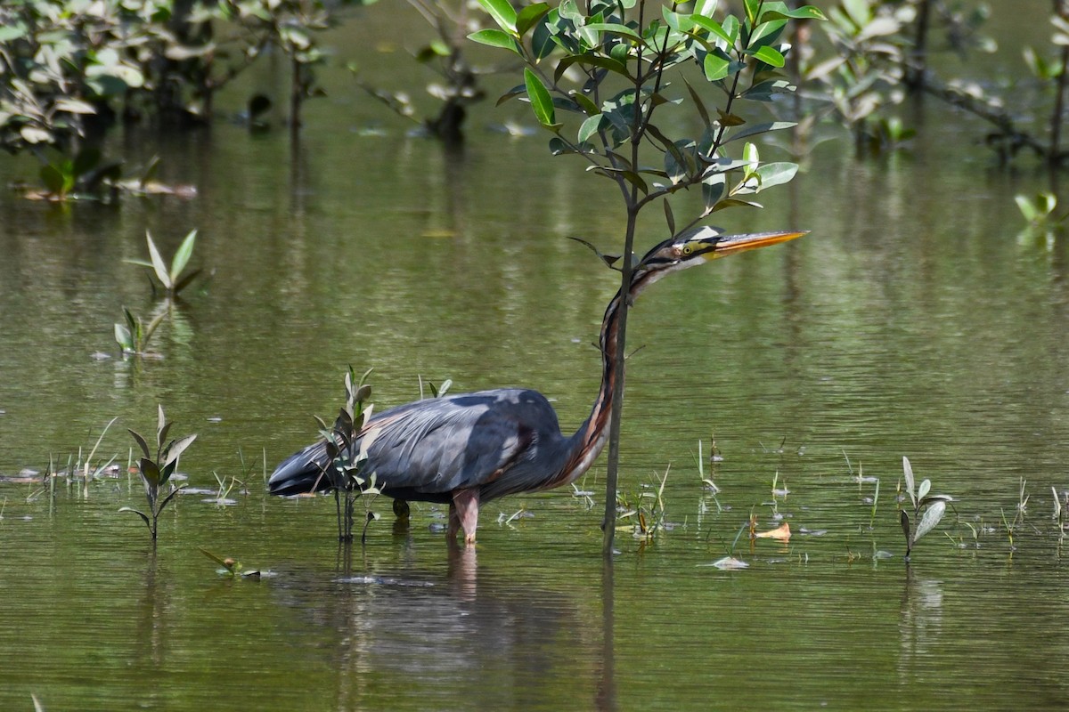 Purple Heron - ML638265857