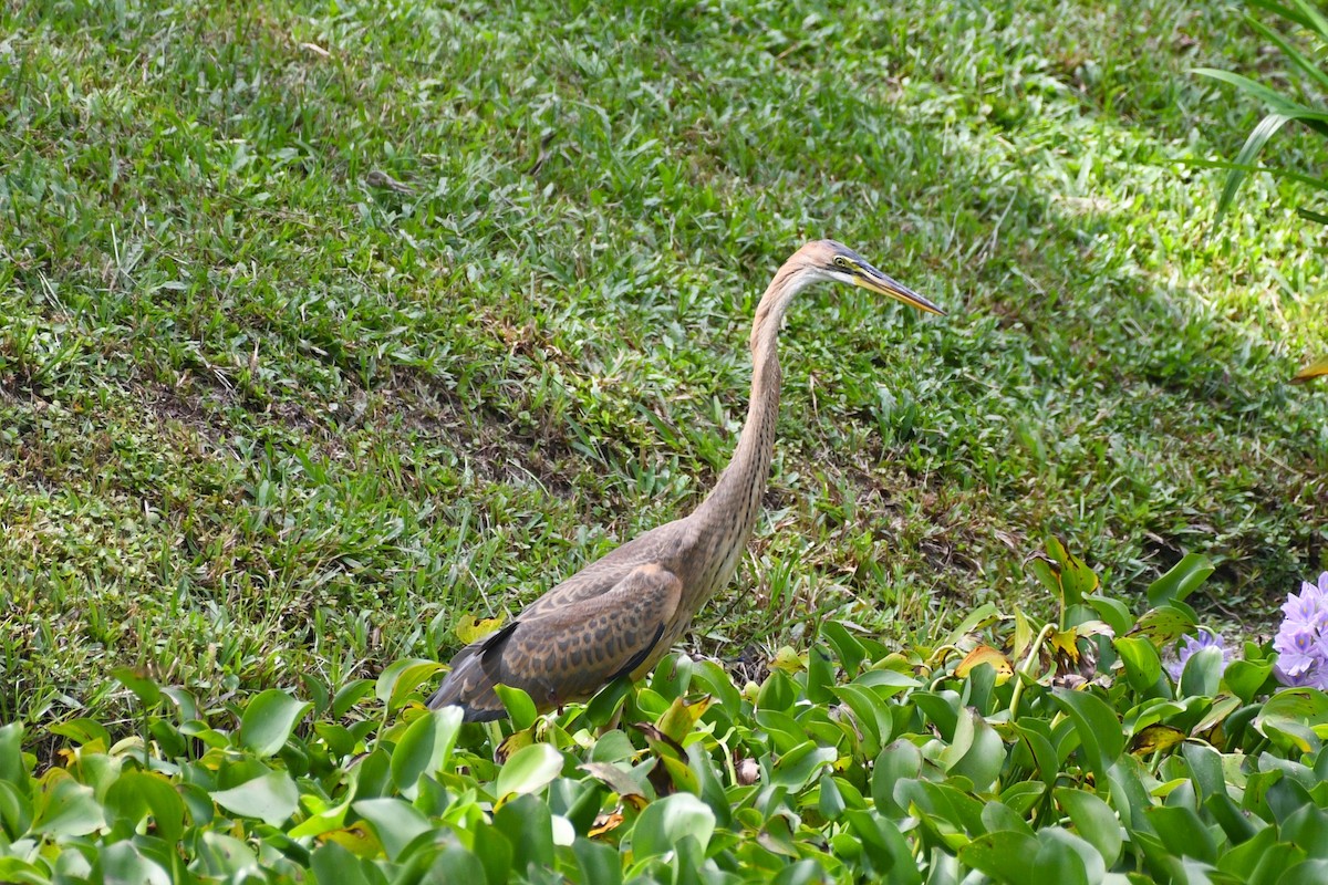 Purple Heron - ML638265858