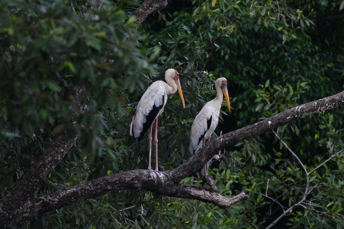 Milky Stork - ML638265868