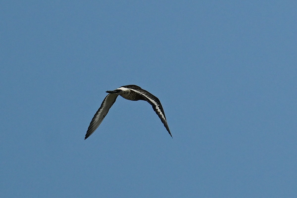Black-tailed Godwit - ML638265870