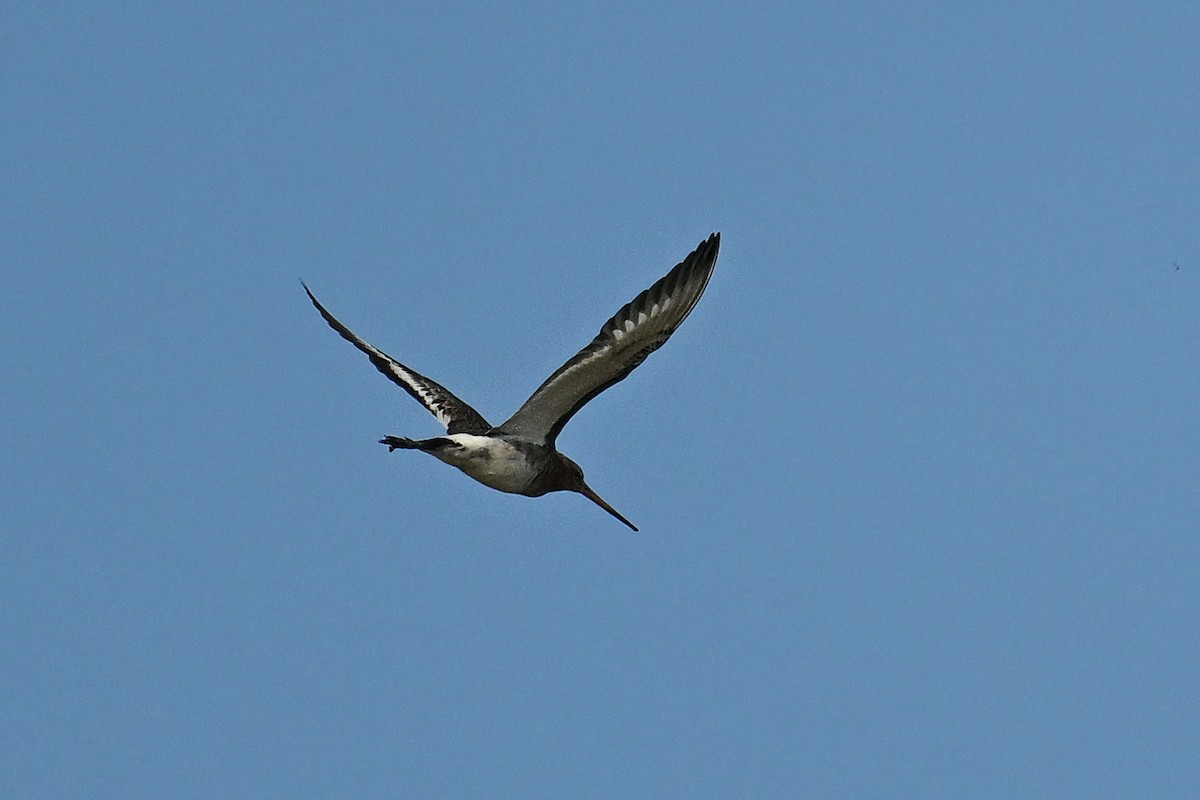 Black-tailed Godwit - ML638265871