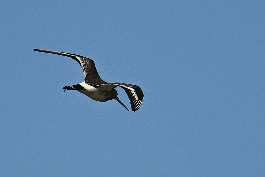 Black-tailed Godwit - ML638265872