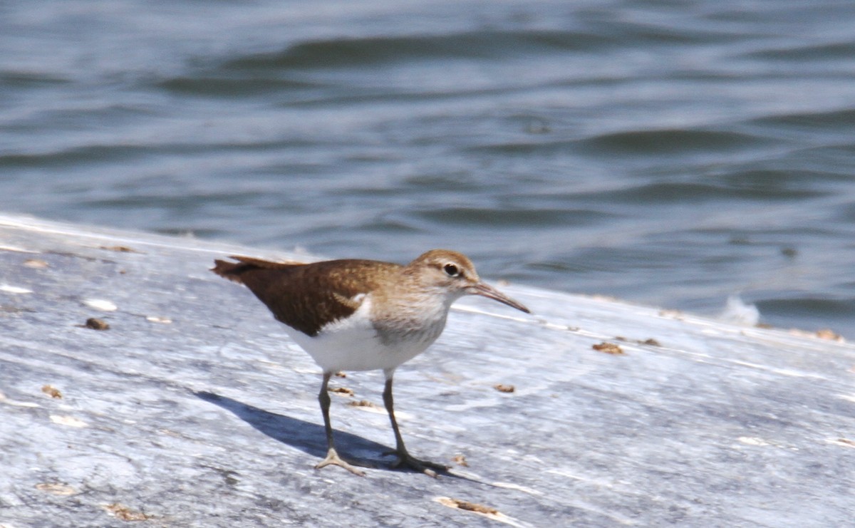 Common Sandpiper - ML638265877