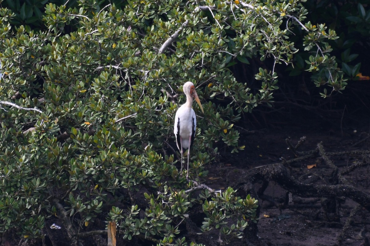 Milky Stork - ML638265879