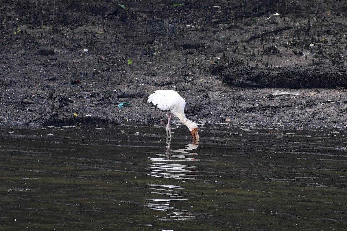 Milky Stork - ML638265880