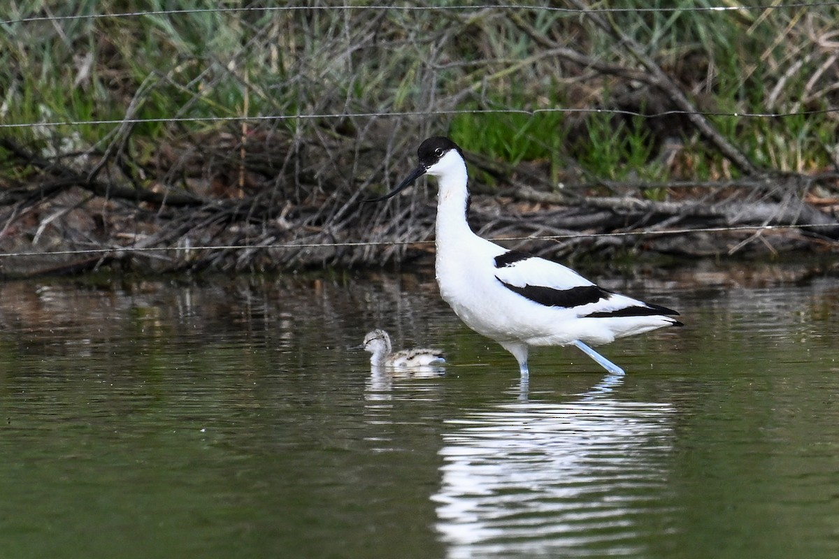 Pied Avocet - ML638265892