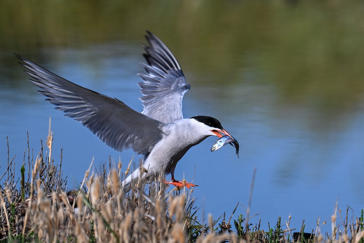 Common Tern - ML638265896