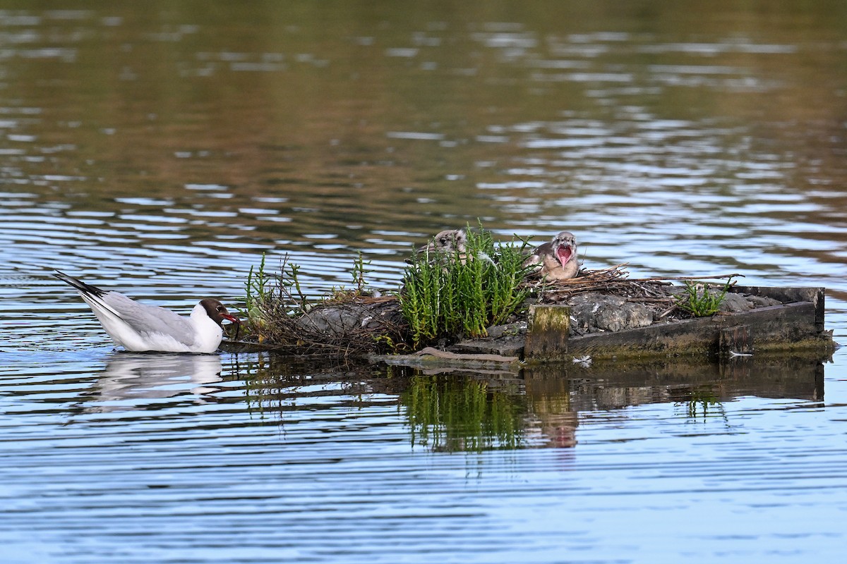 Black-headed Gull - ML638265918