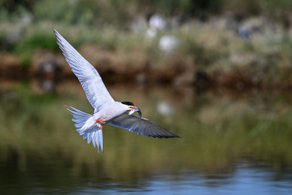 Common Tern - ML638265922