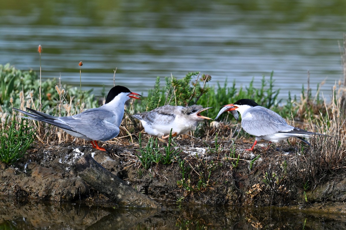 Common Tern - ML638265925