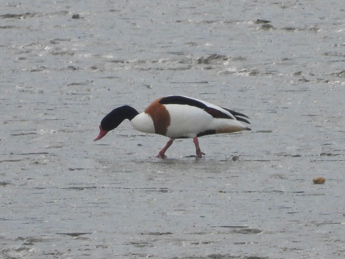 Common Shelduck - ML638265926