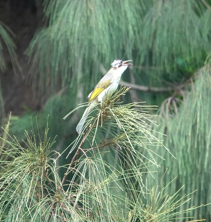 Light-vented Bulbul - ML638265927