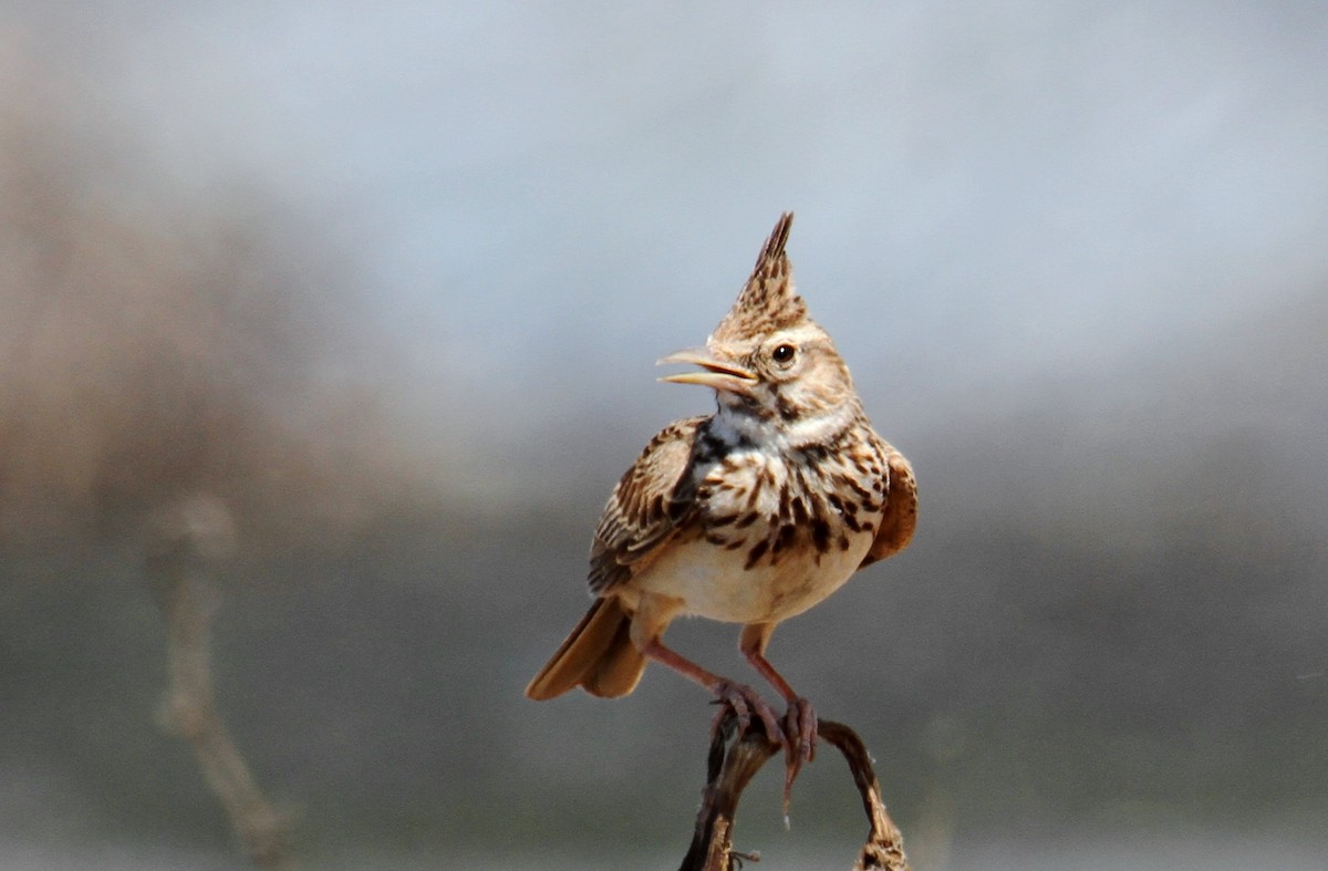 Crested Lark - ML638265928