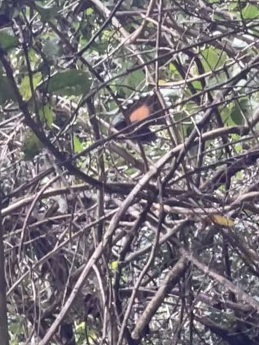 Australian Rufous Fantail - ML638265938
