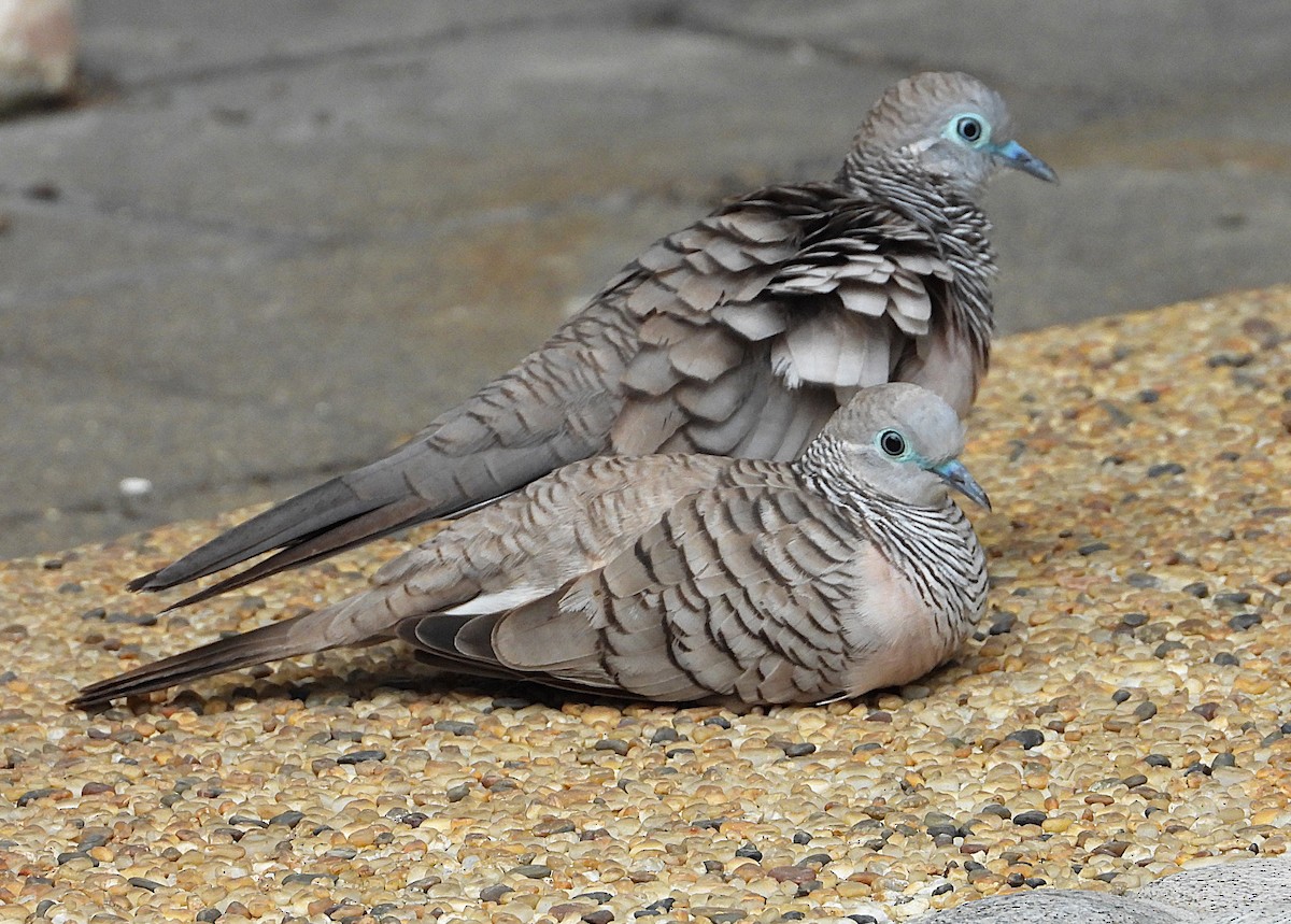 Peaceful Dove - ML638265946