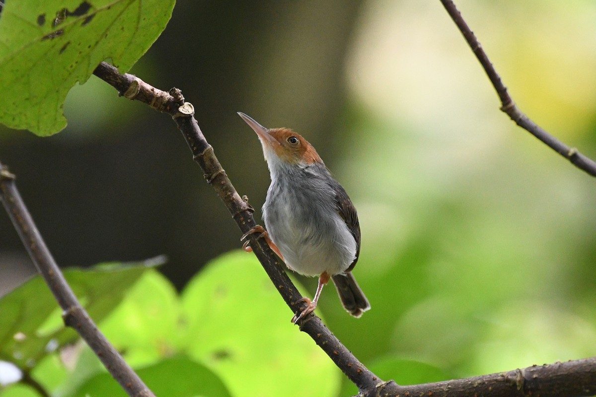 Ashy Tailorbird - ML638265949